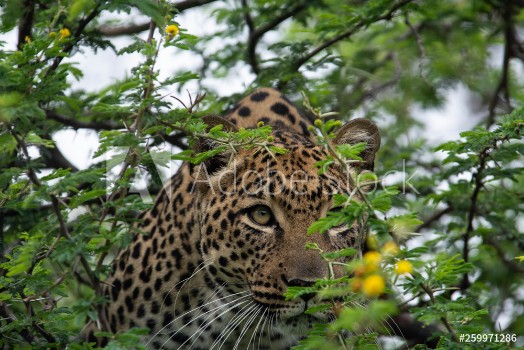 Picture of leopard in tree